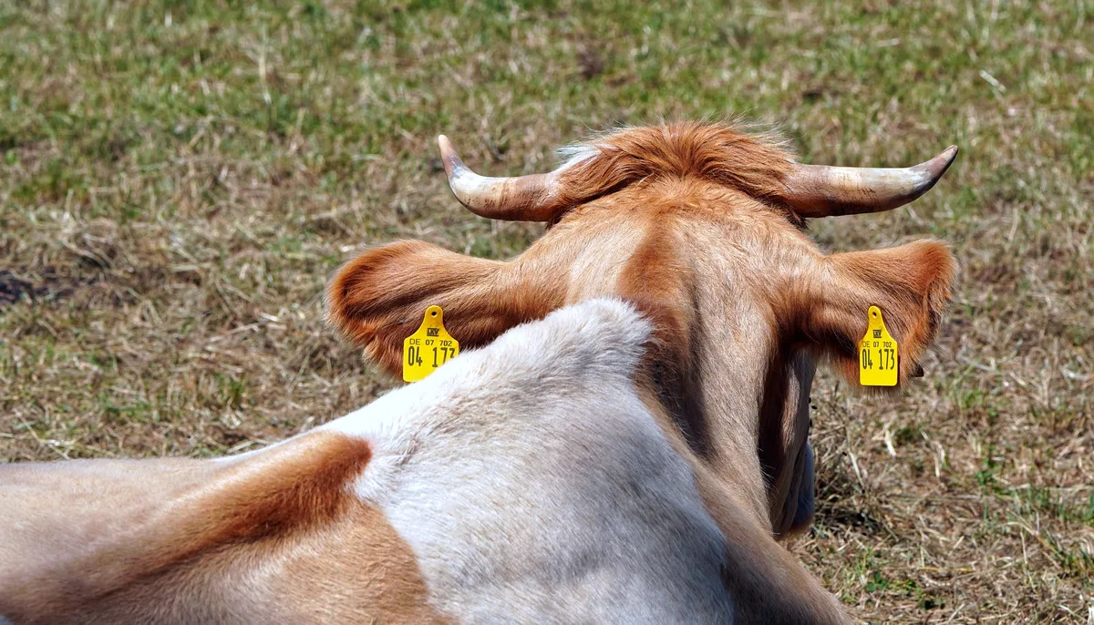 cow-7284816_1920 Wegen der anhaltenden Trockenheit müssen ältere Kühe früher geschlachtet werden.