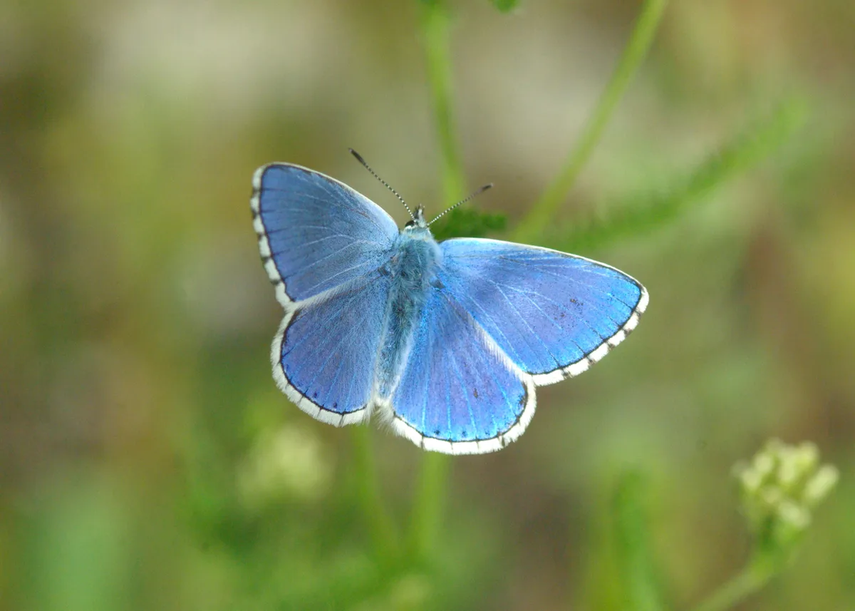 polyommatus_bellargus_himmelblauer_blaeuling_-_c_markus_haab Sollen auf dem Gebiet Müslirain heimisch werden: der Himmelblaue Bläuling ..., und der Bienen-Ragwurz, eine Orchideen-Pflanze.