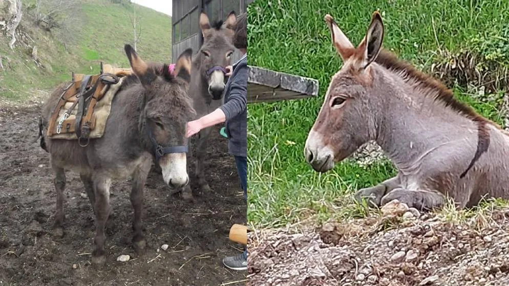 lucy-sancho-vermisste-esel-fischenthal Die Esel Sancho (links) und Lucy werden seit dem 13. August vermisst.
