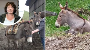 20220826-bildkombo-alpwirtschaft Anita Walker vermisst ihre beiden Esel Sancho (links) und Lucy.
