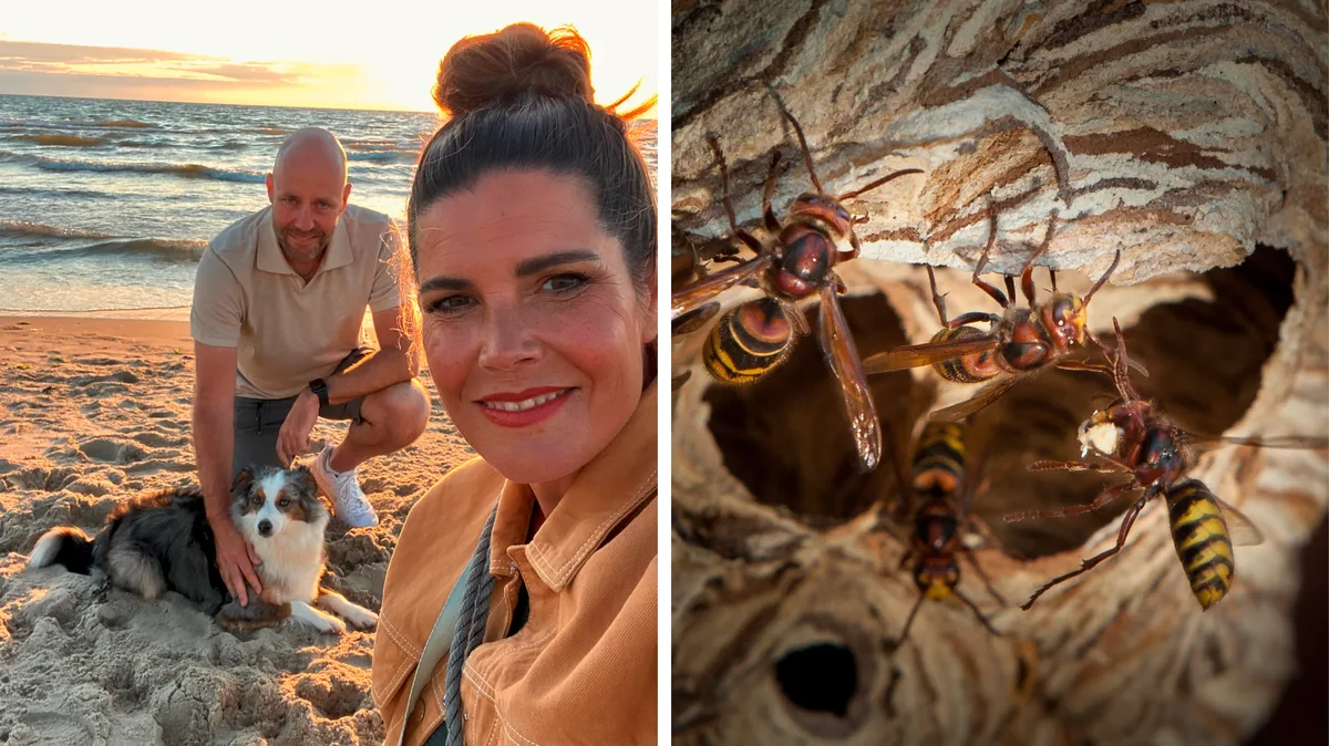 20220831-bildkombo-hornissen-1 Nadja Tanner, ihr Freund René van Duren und Hündin Kira wurden auf einem Spaziergang von Hornissen angegriffen., Um andere vor den unruhigen Insekten zu warnen, hat die Gemeinde Hinwil nun eine Tafel angebracht.