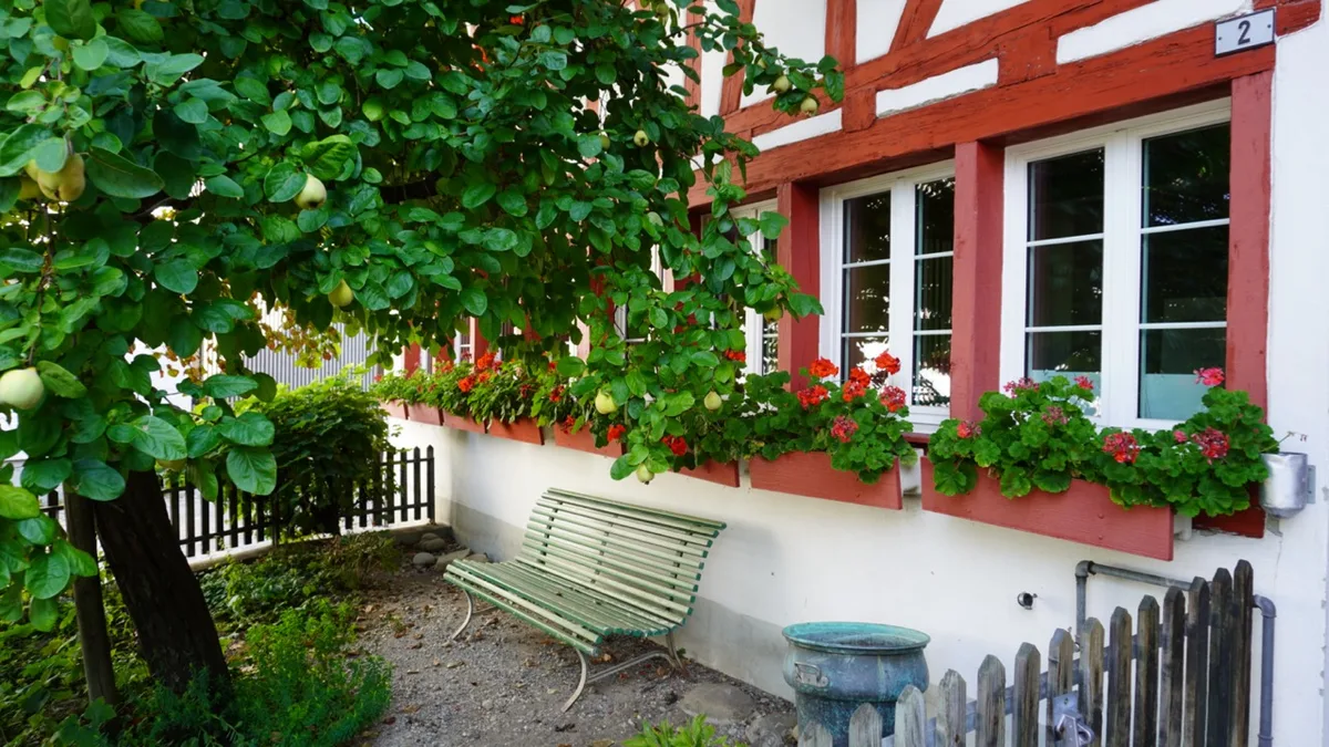 Nahaufnahme des kleinen Bauerngartens vor dem Schurterhaus. Links ist ein Quittenbaum zu sehen. Rechts die Fensterfront an der Fachwerkfassade, davor eine Sitzbank.