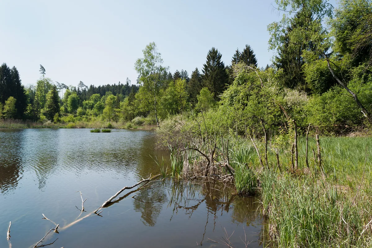 naturschutzgebiet-wildert-illnau-effretikon-1 Das Wildert leidet bis heute unter den Folgen der ehemaligen Nutzung., Jetzt werden neue magere und nasse Flächen geschaffen, wo sich beispielsweise das Fleischrote Knabenkraut ausbreiten kann., Gewisse Wanderwege müssen während den Bauarbeiten umgeleitet werden.