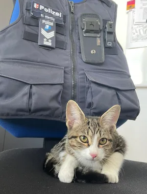 katze3 Dieses Büsi verlief sich zuerst mehrmals in die Notaufnahme des Spitals Uster, ..., ... danach wollte sie sich nicht durch die Polizei im Quartier aussetzten lassen., Via Facebook konnte die Polizei nun die Halterin ausfindig machen.