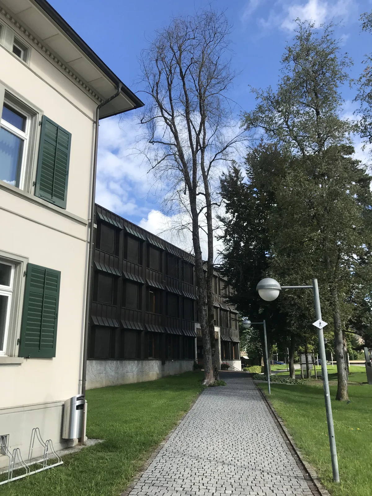 ulme_wetzikon Kahl und ohne Blätter: Die Ulme in Wetzikon ist nicht mehr zu retten.