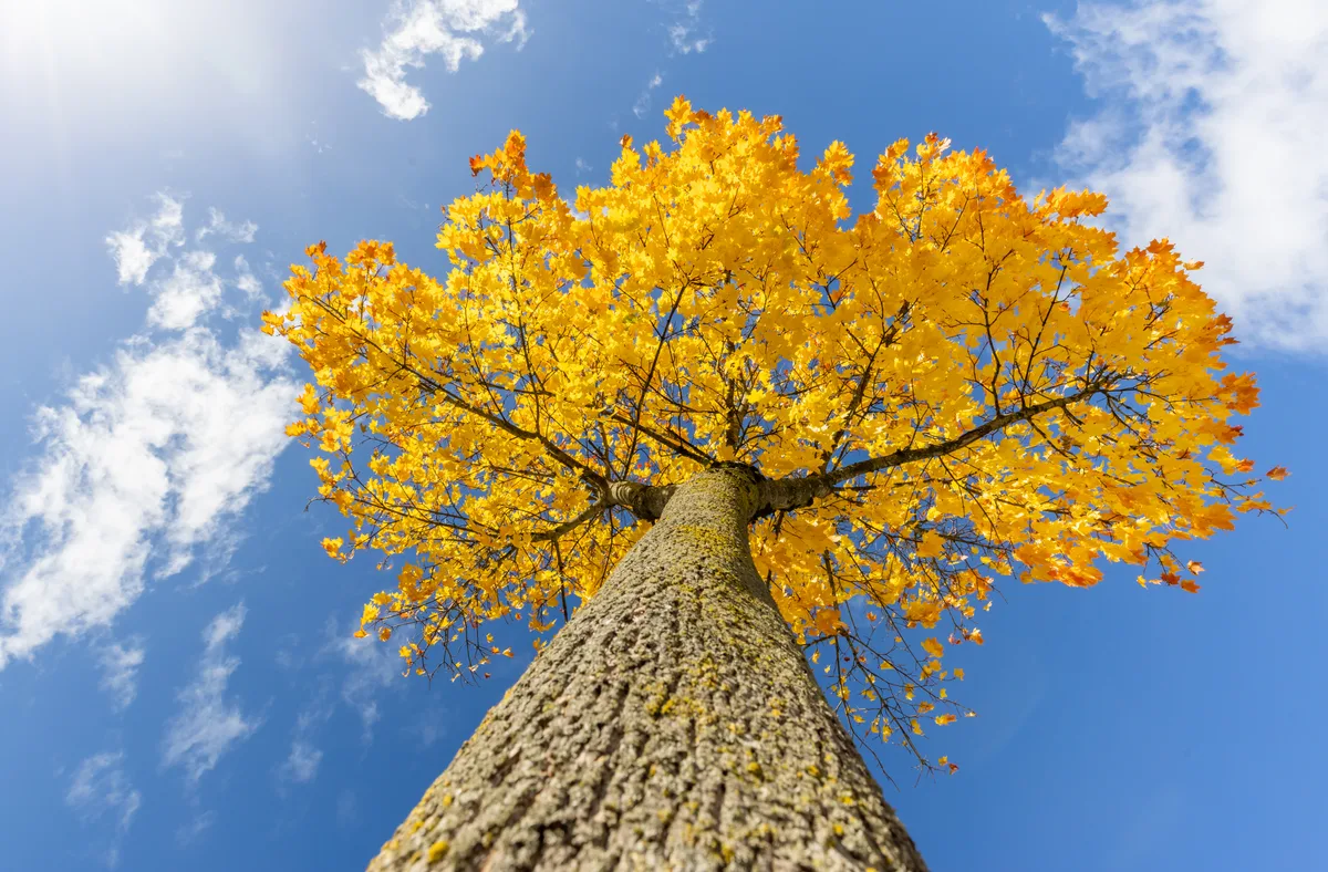 Ein herbstlicher Baum.