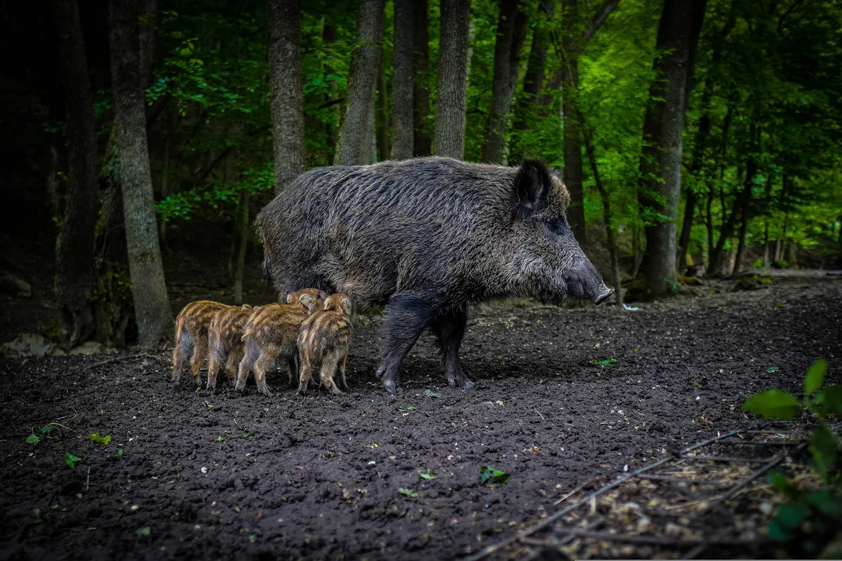 Das Leittier der Wildschweinfamilie fordert jeden Jäger heraus. Das Leittier der Wildschweinfamilie mit ihrem Nachwuchs.