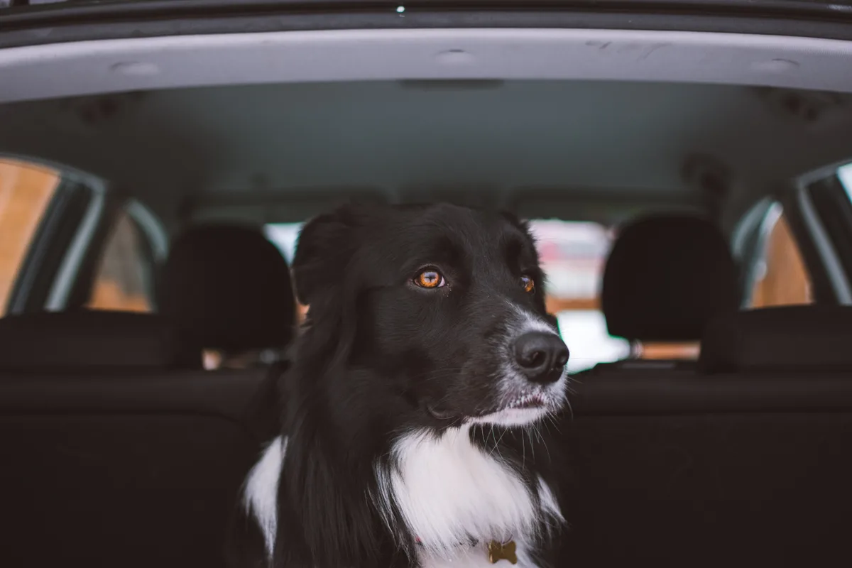 tadeusz-lakota-trlhgvvltba-unsplash Ein Hund der Kapo blieb im Auto, während die Polizisten Kaffee tranken. Für Ursula Alayan-Ricklin kein vorbildliches Verhalten.