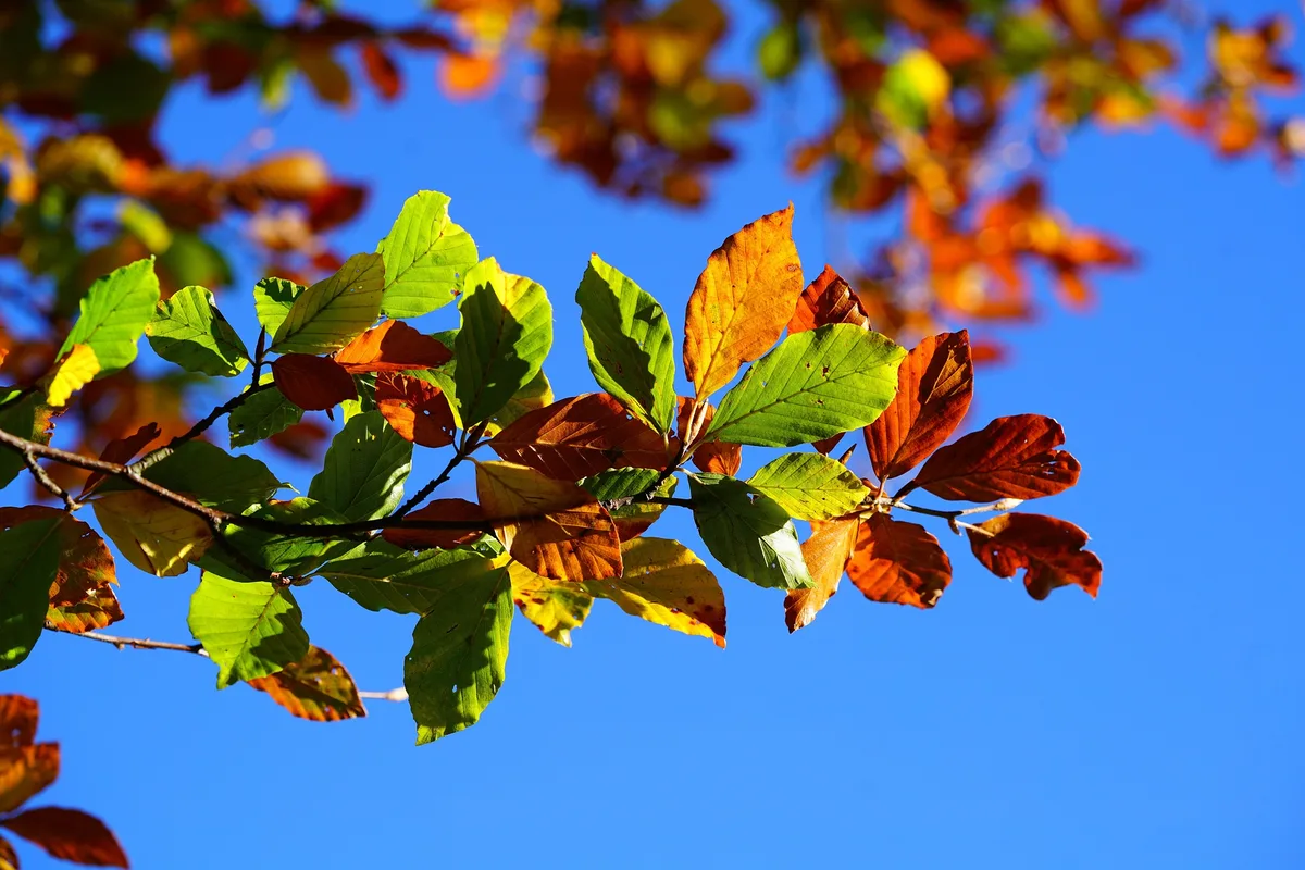 autumn-leaves-2822593_1920 Freunde des goldenen Oktobers kamen bisher zumeist auf ihre Kosten – und es wird noch besser.
