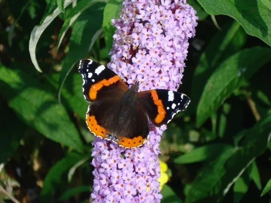 schmetterling