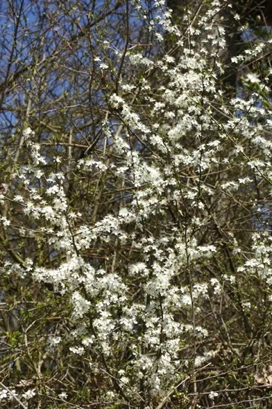 Die schneeweissen Blüten des Schwarzdorns öffnen sich vor den Blättern.