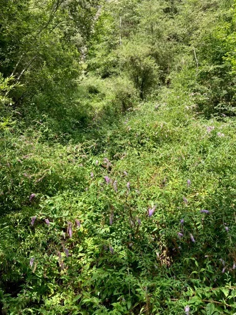 Hier hat der Sommerflieder ein steiniges Bachbett beinahe vollständig überwuchert.
