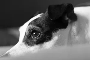 jack_russel_terrier_pixabay_4961792_960_720 Ein Jack Russel Terrier musste in Uster in einem heissen Auto leiden.
