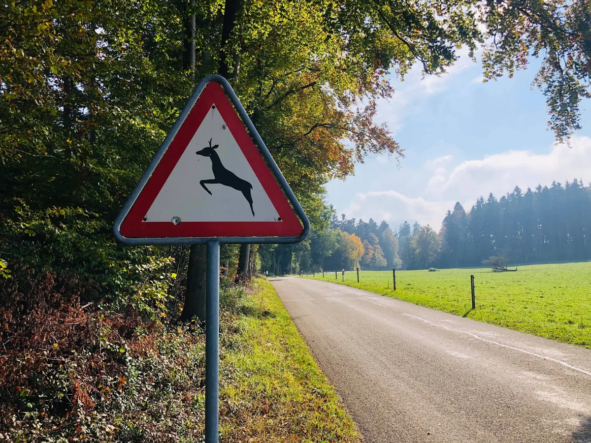warnschild-wild-2_2 Am Sonntag vergrössert sich das Risiko für Wildunfälle.