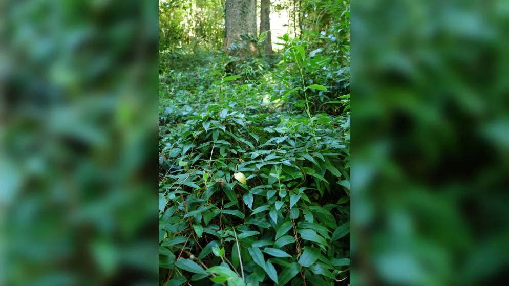 henrys-geissblatt-2_1 Rankendes Henrys Geissblatt in einem Waldstück von Illnau-Effretikon. Die Pflanze steht auf der Schwarzen Liste., Das einheimische Wald-Geissblatt erhöht die Biodiversität und ist eine gute Alternative zu Henrys Geissblatt.