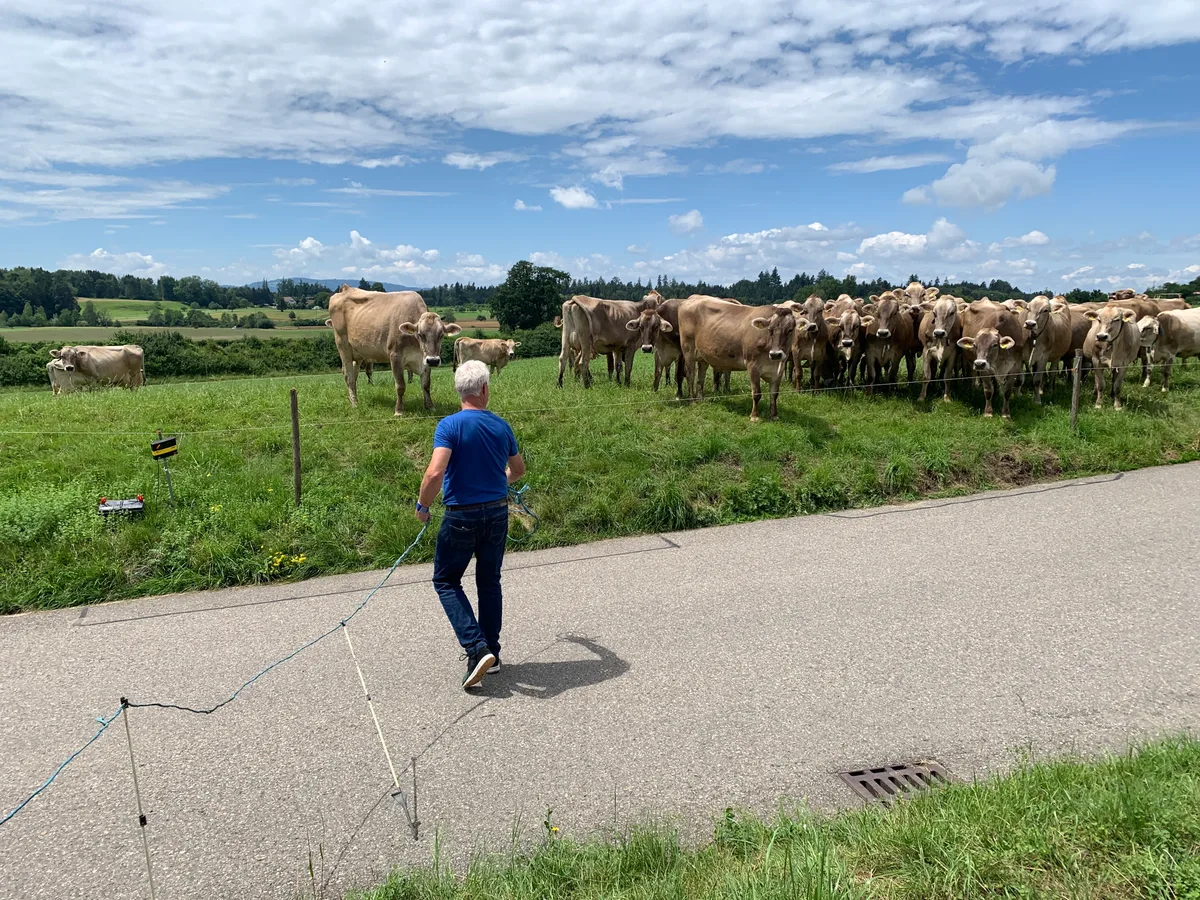 Ein Bauer sperrt eine Strasse, um die wartenden Kühe passieren zu lassen.