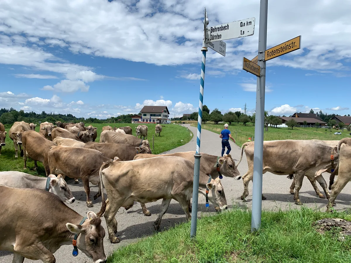 Kühe passieren eine Strasse und zwei Wegweiser. 