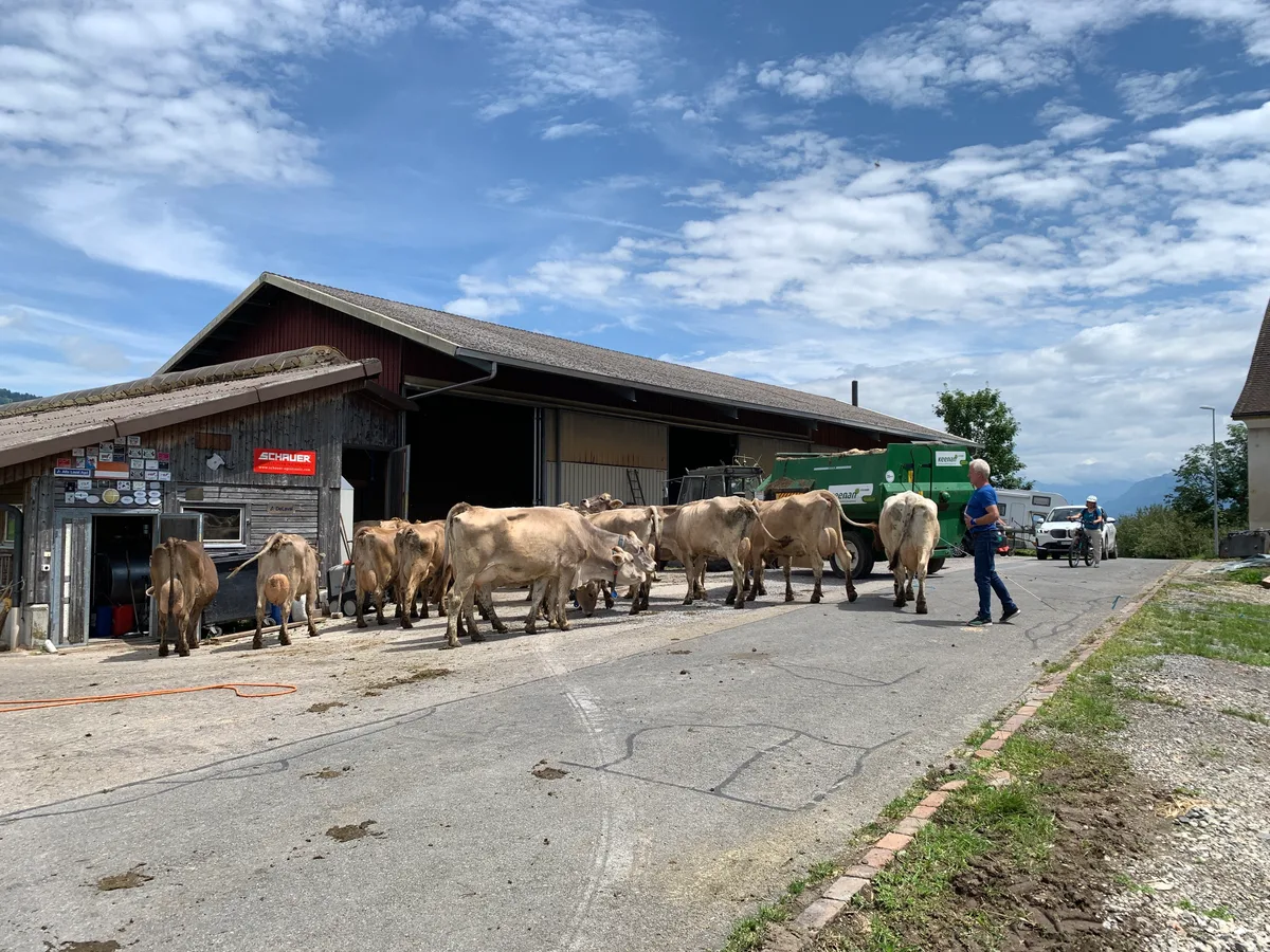 Ein Mann treibt Kühe in einen Stall.