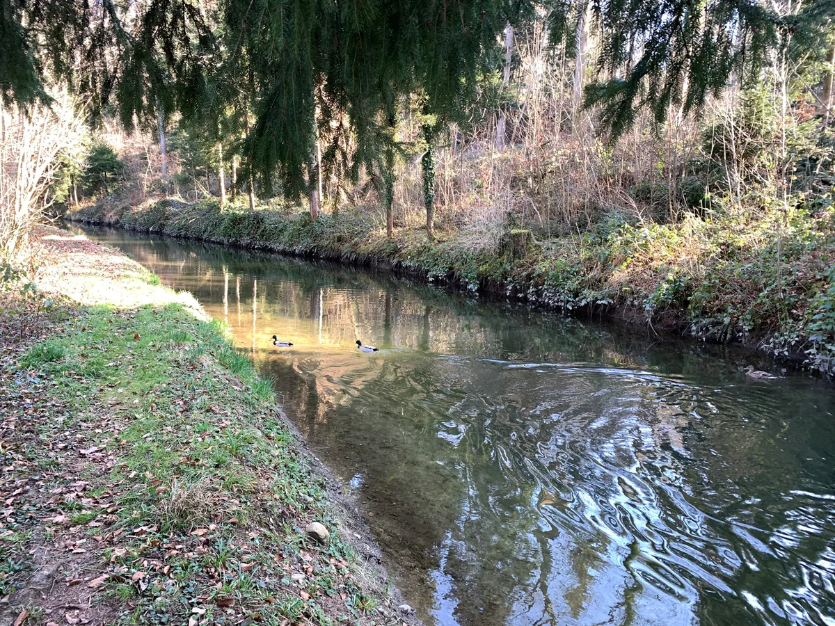Enten schwimmen in einem Wasserkanal.