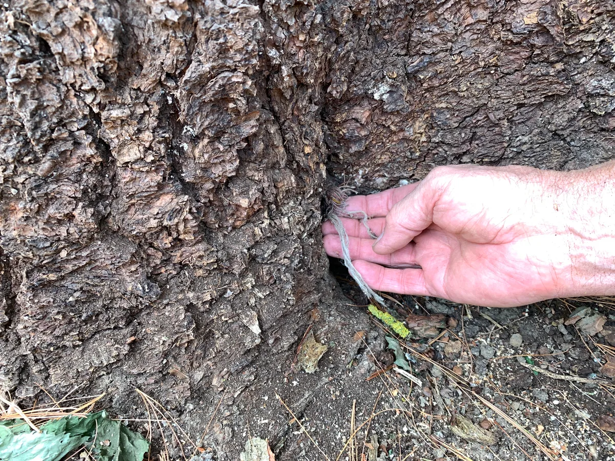 Schnüre hängen aus einem Loch im Baum.
