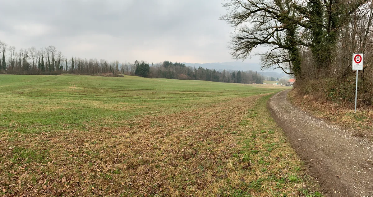 Eine Wiese zwischen zwei Waldstücken sowie ein Feldweg im Gebiet Leerüti.