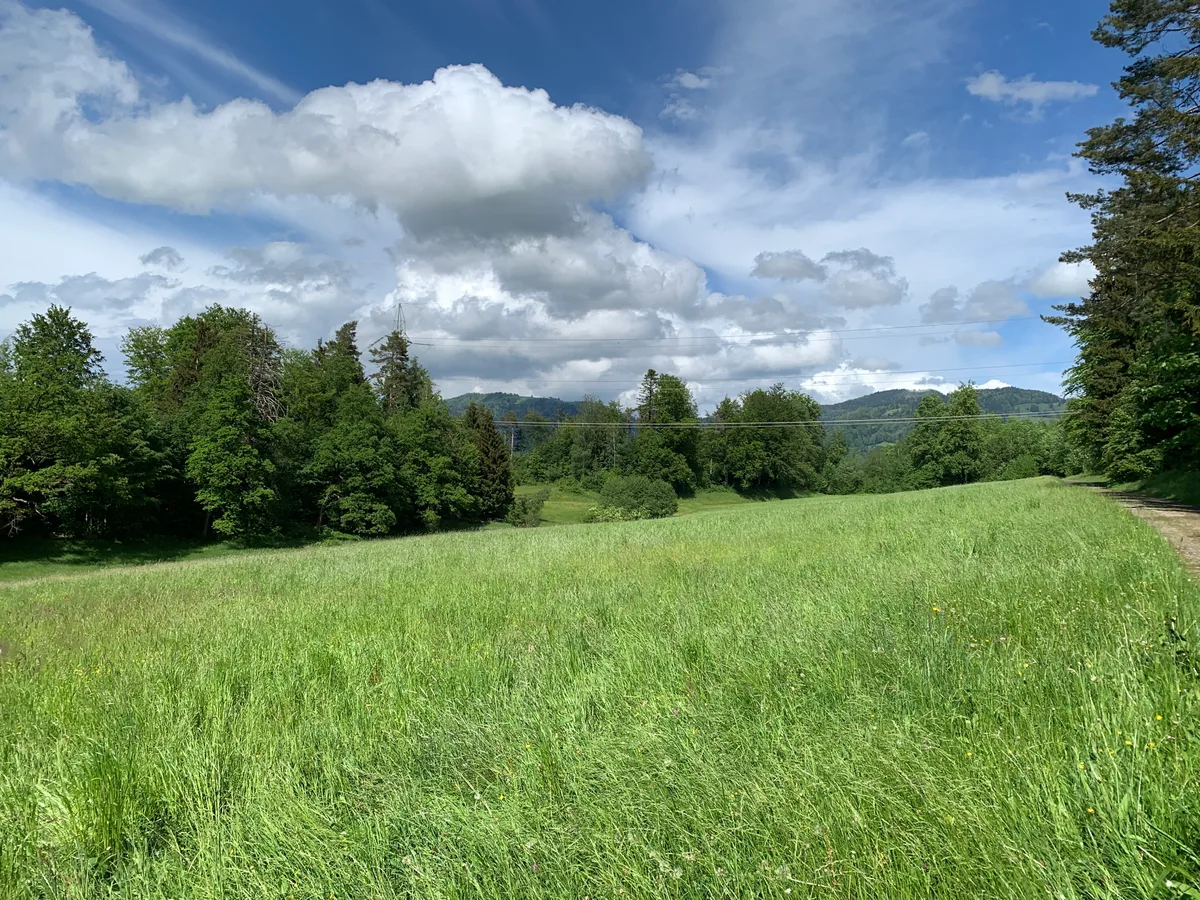 Wiese auf dem Batzberg, die von Wald umgeben ist. Im Hintergrund ist eine Hochspannungsleitung zu sehen. 