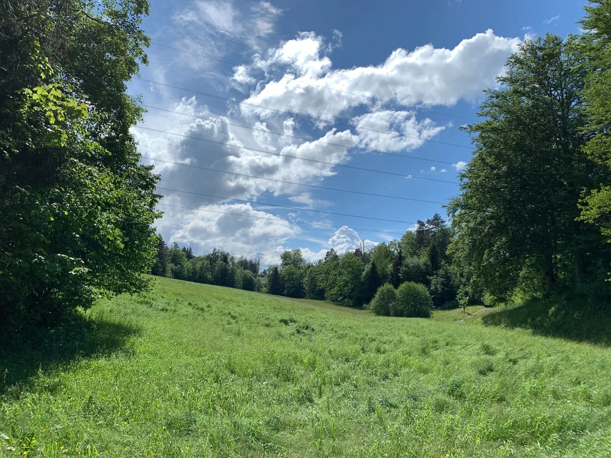 Blick auf eine Wiese und Wald auf dem Batzberg bei Rüti.