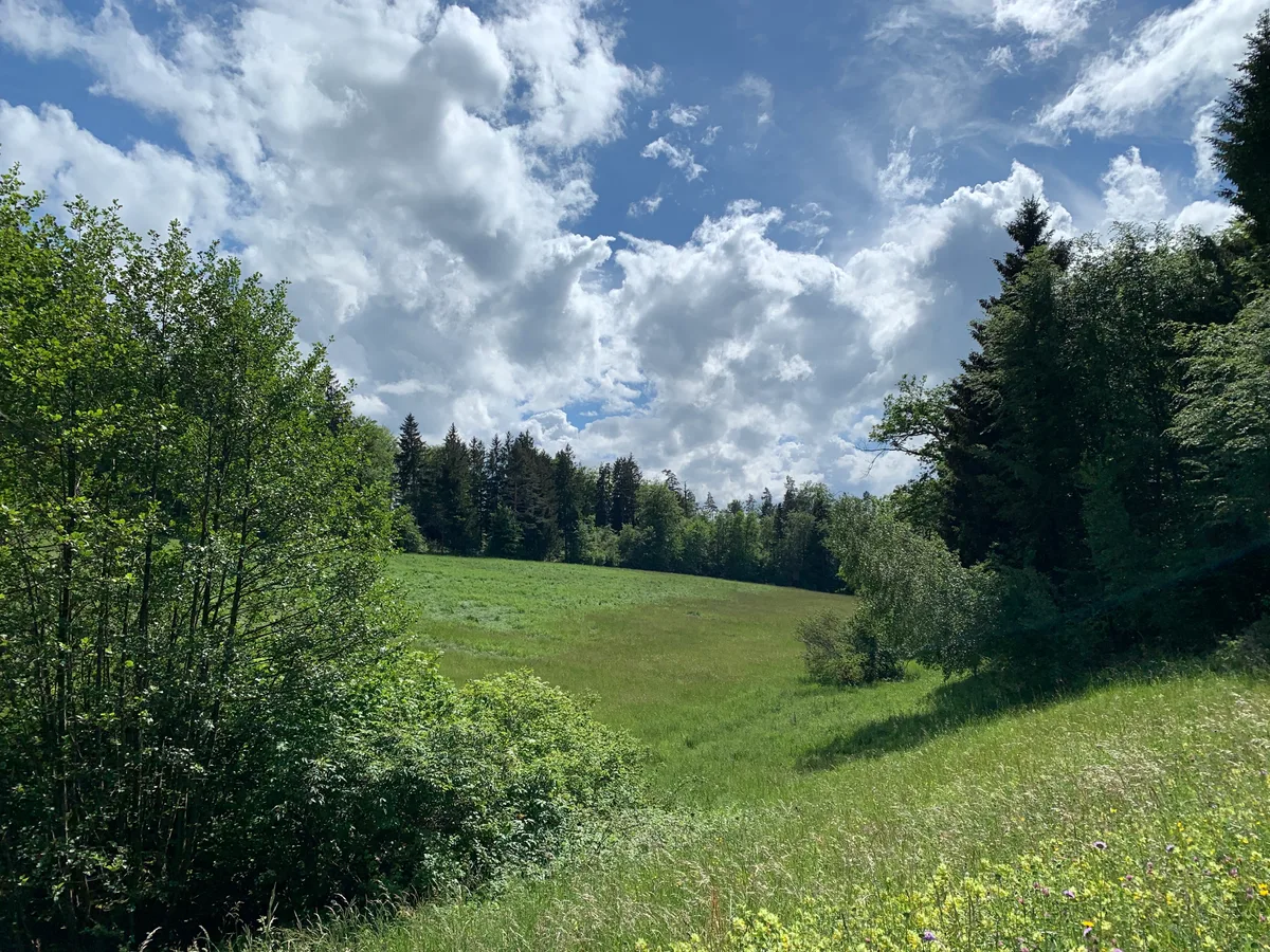 Blick auf eine Wiese, die rundum von Wald umgeben ist. 