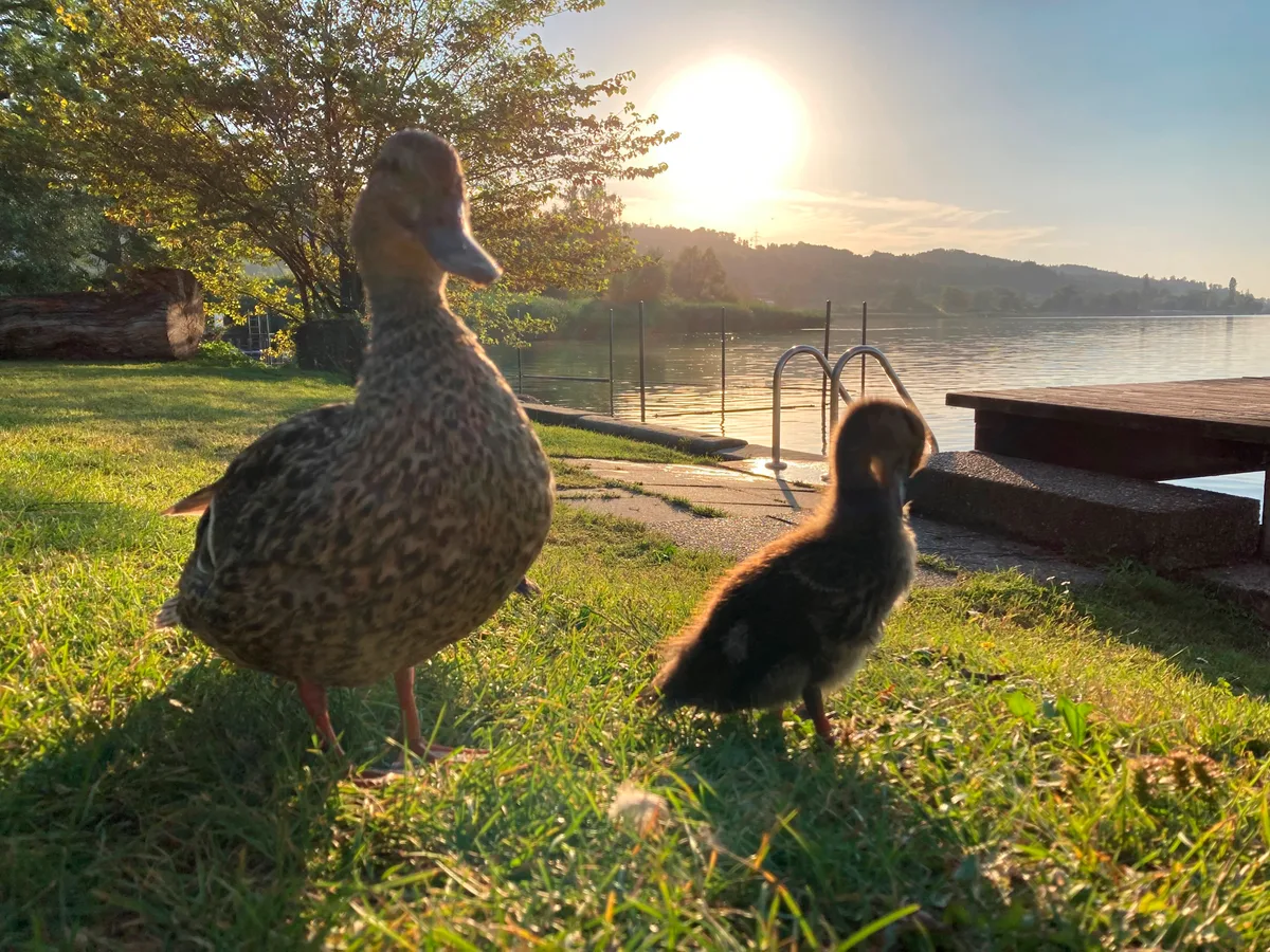 Eine Entenfamilie im Stranbad Maur in Greifensee.