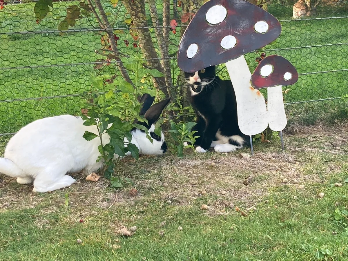 Katze und Hase treffen sich im Garten.