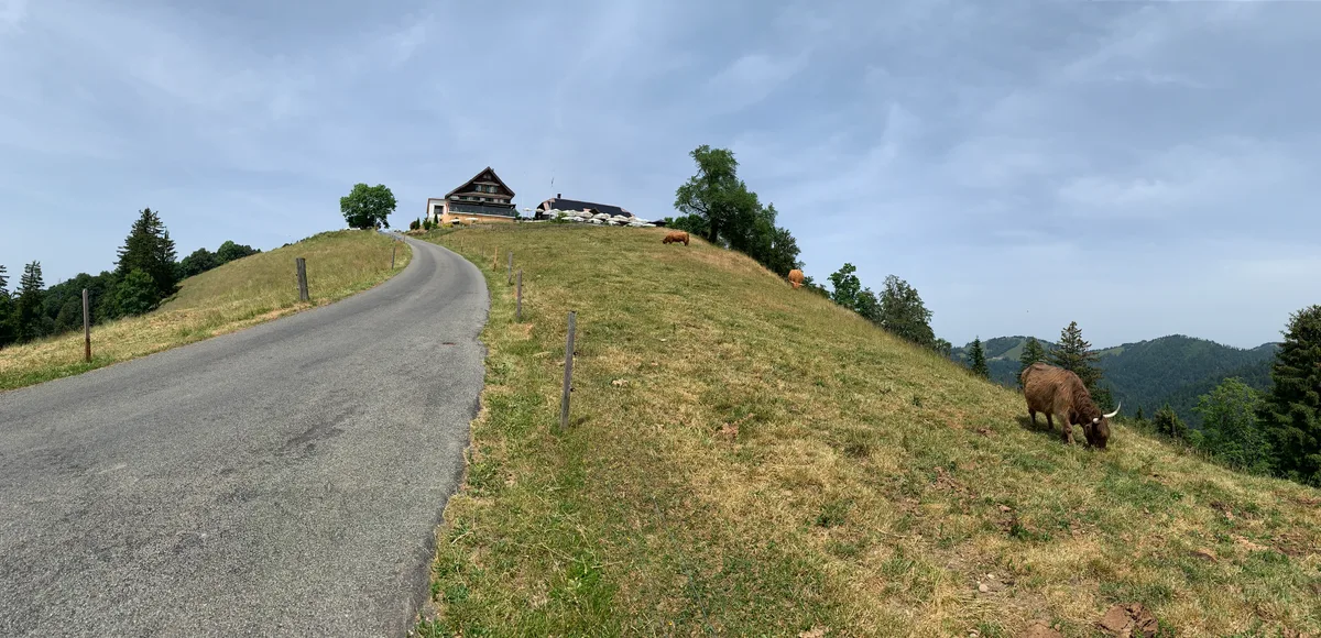 Hochlandrinder vor dem Alprestaurant Scheidegg.