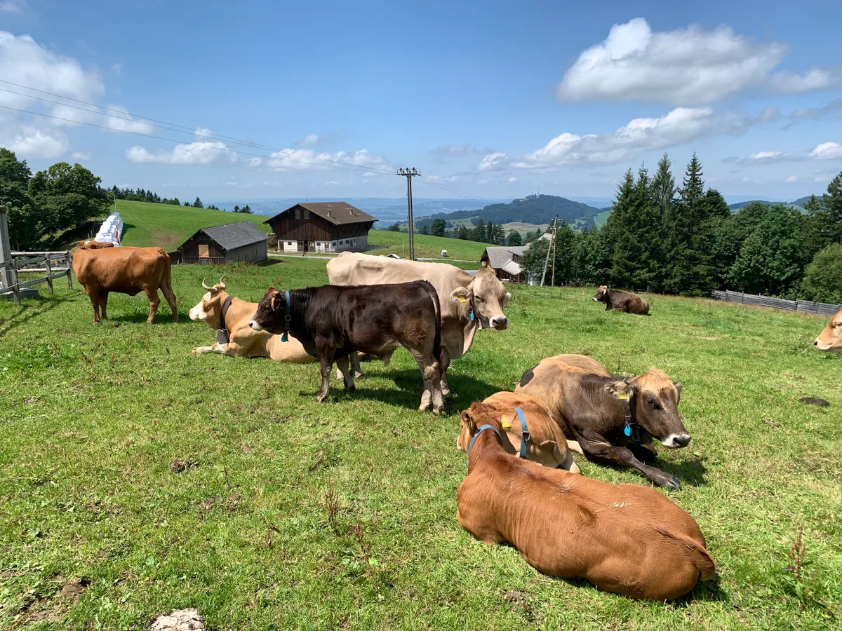 Stehende und liegende Rinder auf der Farneralp.