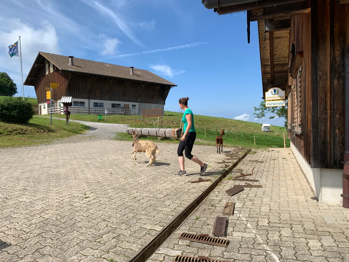 Ziegen sind auf dem Vorplatz des Restaurants Farneralp.