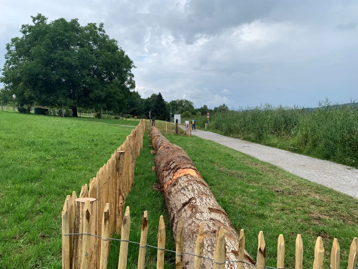 Ein Hag sowie ein Baumstamm beim Weg entlang des Pfäffikersees.