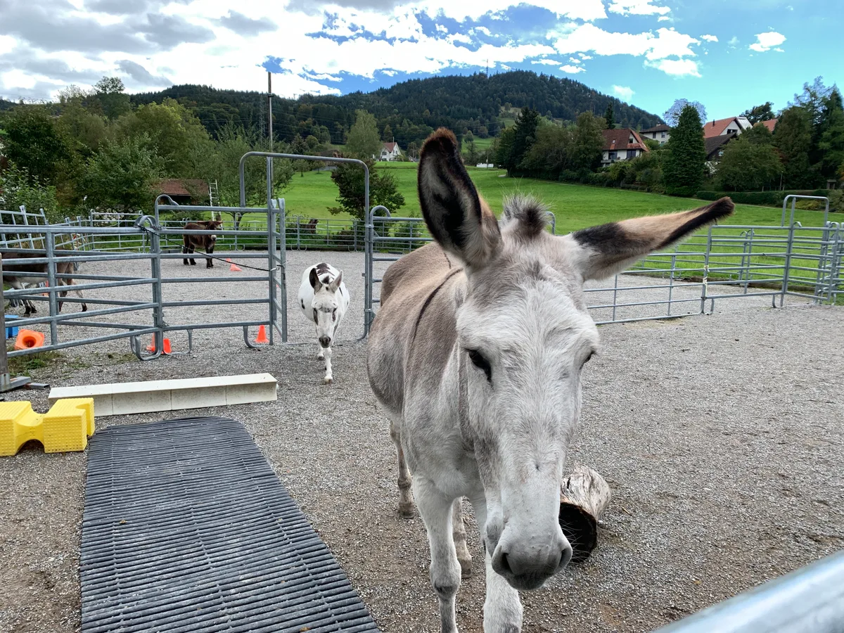 Auf dem ehemaligen Fabrikareal leben auch vier Esel.