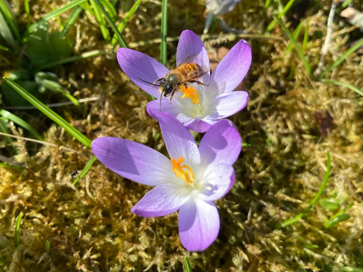 Die Flugzeit der Wildbienen ist von Art zu Art unterschiedlich. Diese Mauerbiene suchte bereits Anfang März in Krokussen nach Nahrung. Biene auf violetter Blüte.