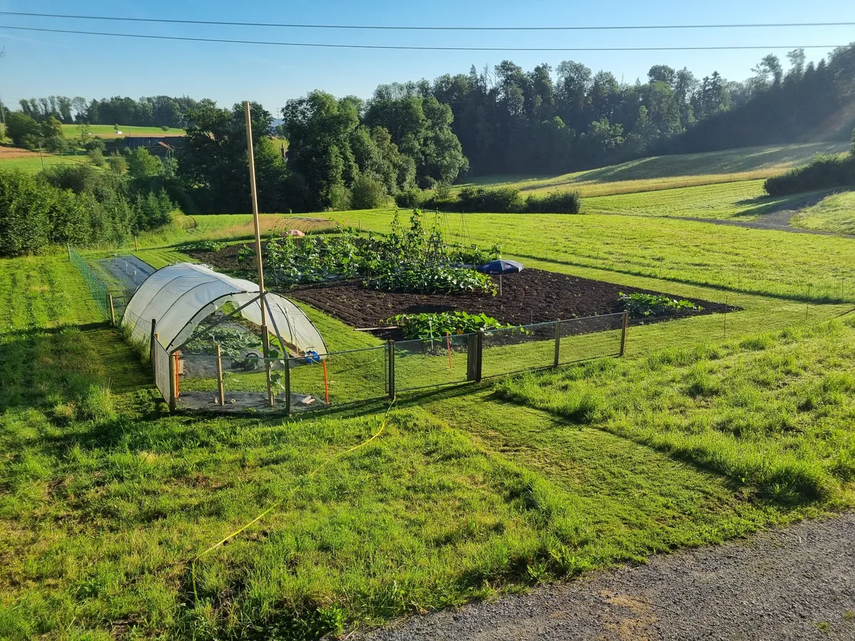 Feld des Esslinger Riesengemüsezüchters Florian Isler kurz vor Sommerbeginn. Die Pflanzen wachsen.