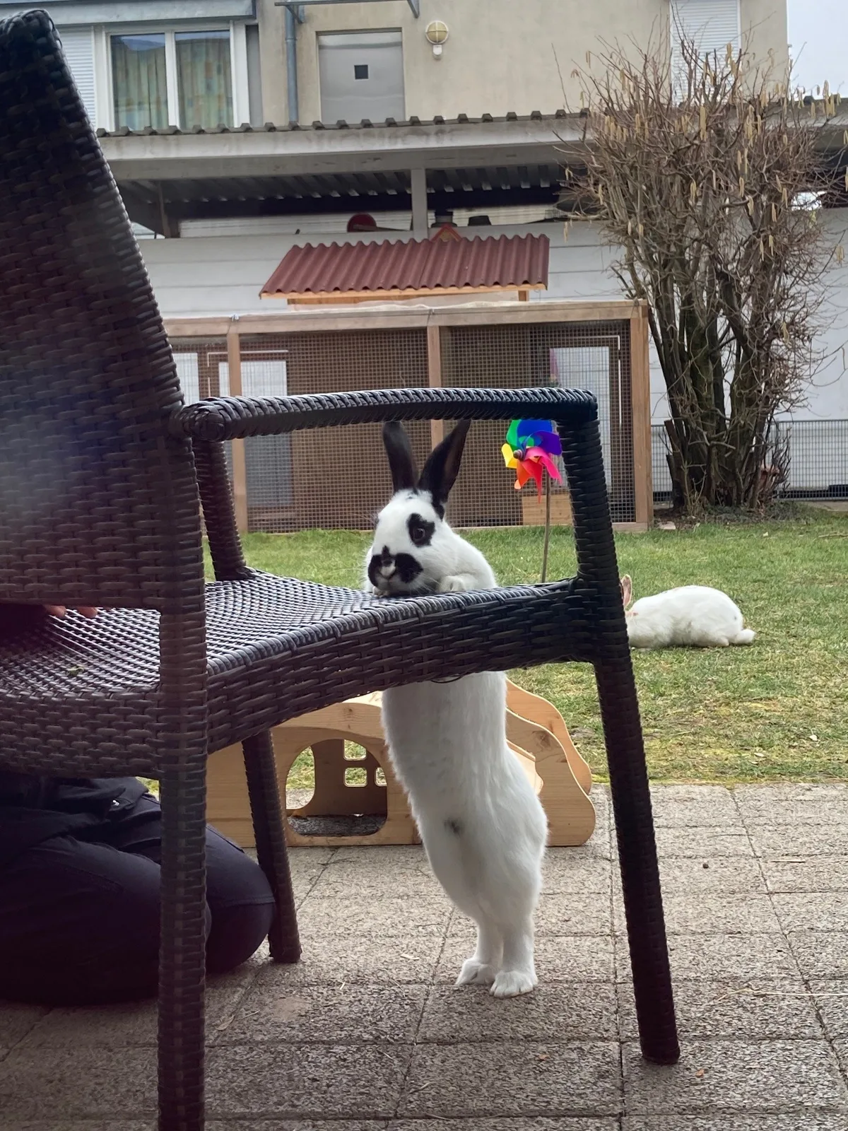 Hase klettert auf Stuhl.
