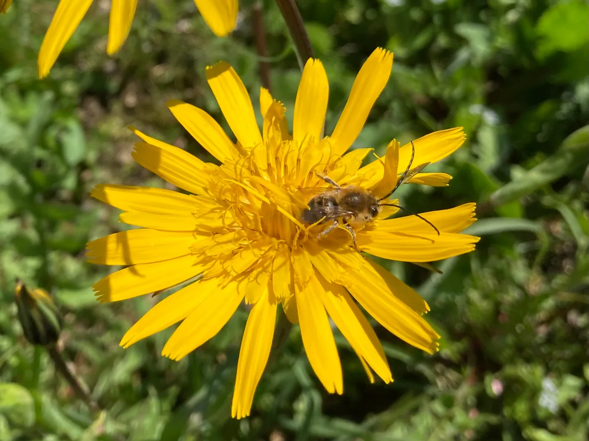 Die Männchen der Langhornbienen zeichnen sich durch ungewöhnlich lange Fühler aus. Biene auf einer gelben Blüte.