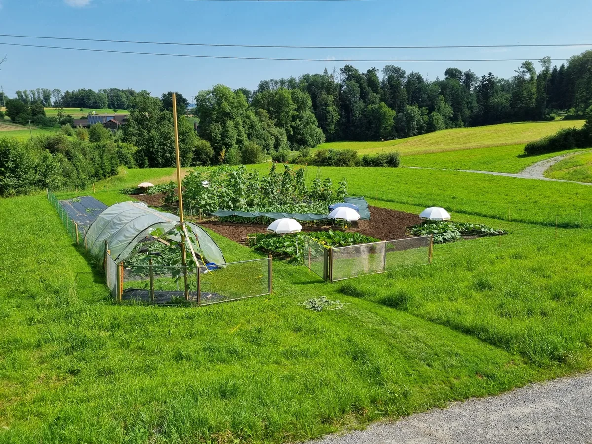 Feld des Esslinger Riesengemüsezüchters Florian Isler im Sommer. Fast alles ist unterdessen grün.