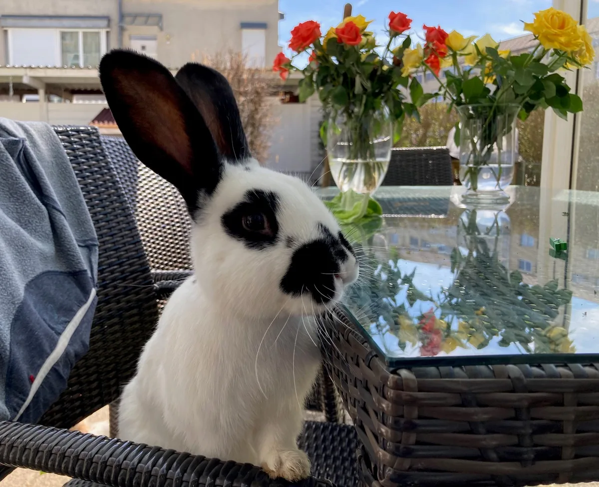 Hase sitzt am Esstisch.
