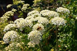 29105358-4 Riesen-Bärenklau