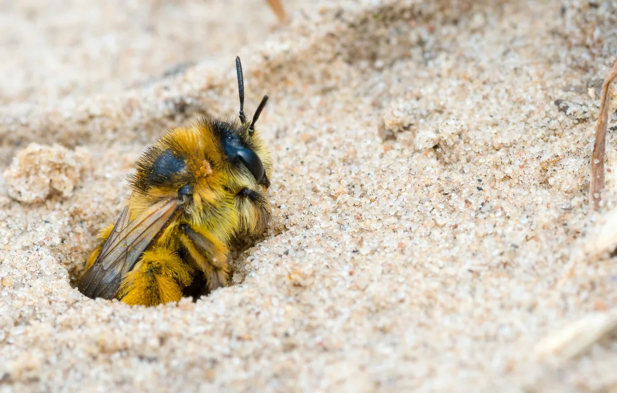 Einige Wildbienenarten nisten am liebsten im Sand. Der Nachwuchs hat allerdings nur dann eine Chance, wenn der Sand in Ruhe gelassen wird. Raufüßige Hosenbiene oder Braunbrüstige Hosenbiene oder Dunkelfransige Hosenbiene oder Rauhfüßige Bürstenbiene (Dasypoda hirtipes, syn. Dasypoda plumipes, syn. Dasypoda altercator), Weibchen, guckt aus Niströhre im Sandboden, Mecklenburg-Vorpommern, Deutschland