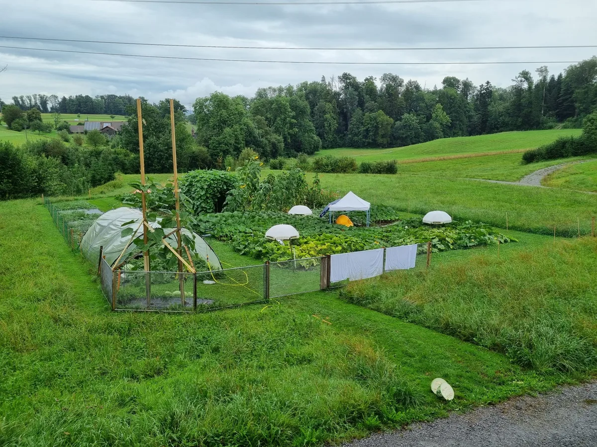 Feld des Esslinger Riesengemüsezüchters Florian Isler im Spätsommer. Der orange Kürbis ist ganz mir Ranken umgeben.