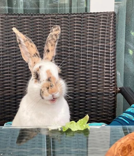 Ein Hase sitzt auf einem Stuhl.