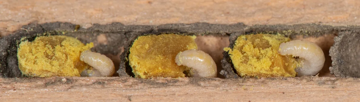 Die meisten Wildbienen kleiden ihre Brutkammern mit einem wasserabstossenden Sekret aus. So bleibt der Nachwuchs mitsamt seinem Proviant trocken und gut geschützt vor Bakterien und Pilzen. Bienem