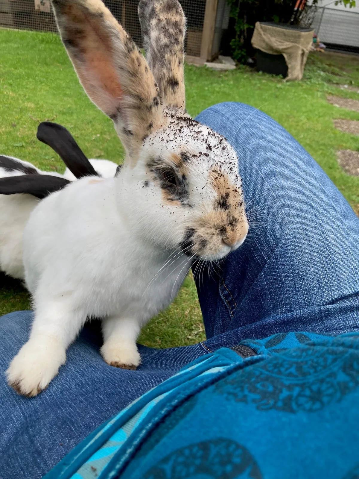 Hase sitzt auf einem Menschenbein.