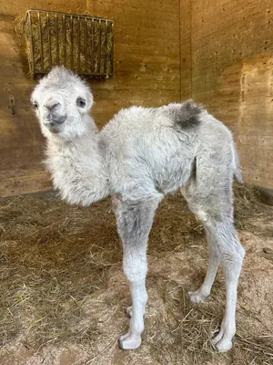 Das kleine Kamel ist knapp eine Woche alt und noch namenlos. Das kleine Kamel ist knapp eine Woche alt und noch namenlos.
