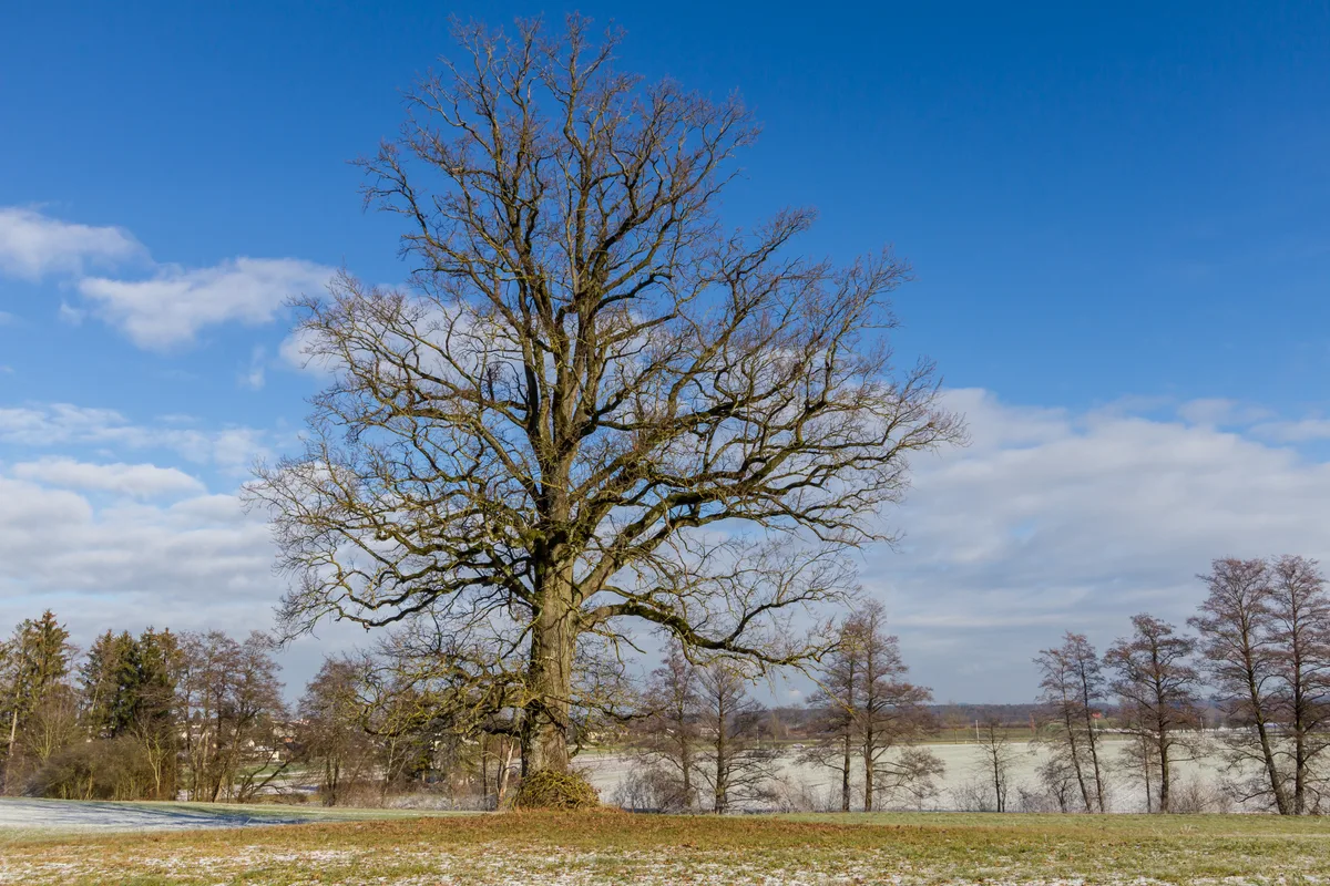 Ein Foto eines Baums im Winter.
