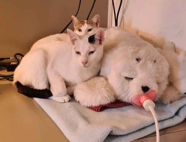 Zwei Katzen kuscheln sich an ein Stofftier.
